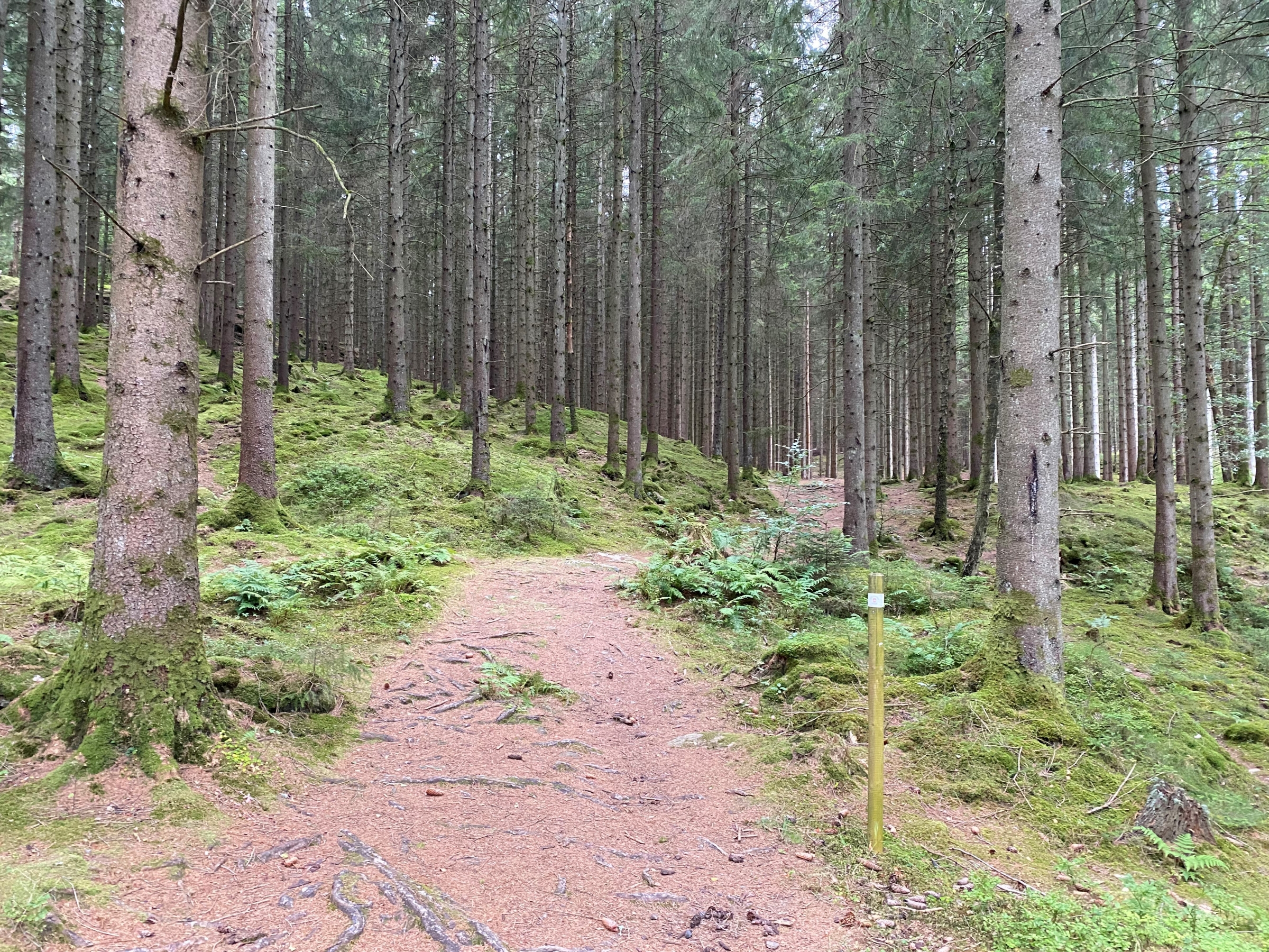 image: Löpning, MTB och Stavgång på tisdagar i höst